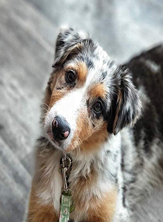 KittuPet Swivel Snap Hooks, Metal Heavy Duty Eye Clasp Multipurpose- Best for Spring Pet Buckle, Key Chain for Linking Dog Leash Collar, DIY Project (Pack of 2) - Image 5